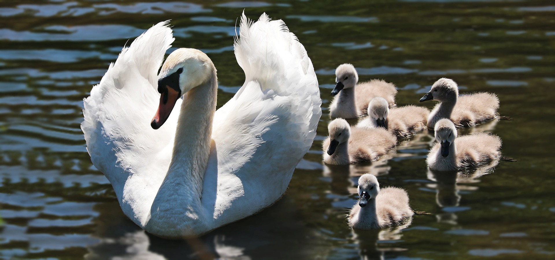 Swan family swimming